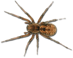 Spider PNG image-4570